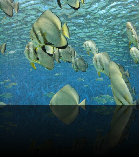 Manila-Oceanarium-11