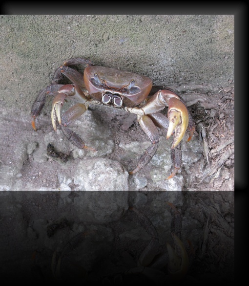 Crab-2-06